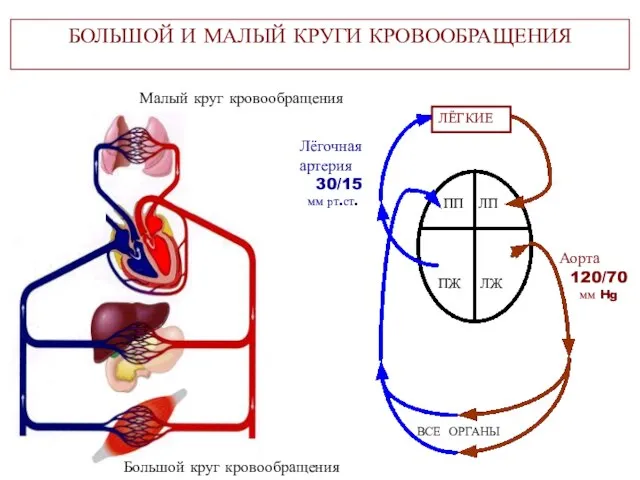 БОЛЬШОЙ И МАЛЫЙ КРУГИ КРОВООБРАЩЕНИЯ ВСЕ ОРГАНЫ Большой круг кровообращения Малый