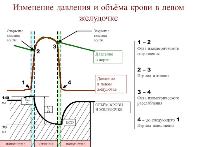 Изменение давления и объёма крови в левом желудочке Давление в аорте