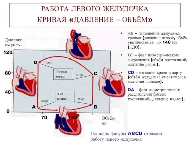 АВ – наполнение желудочка кровью (давление низкое, объём увеличивается до 140