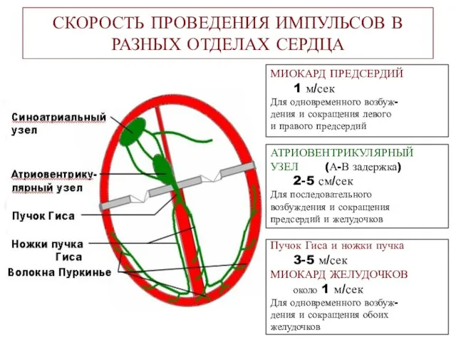 СКОРОСТЬ ПРОВЕДЕНИЯ ИМПУЛЬСОВ В РАЗНЫХ ОТДЕЛАХ СЕРДЦА МИОКАРД ПРЕДСЕРДИЙ 1 м/сек