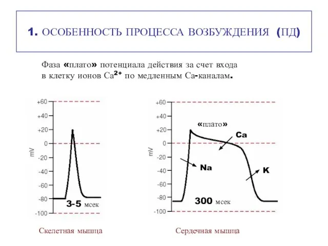 1. ОСОБЕННОСТЬ ПРОЦЕССА ВОЗБУЖДЕНИЯ (ПД) Фаза «плато» потенциала действия за счет