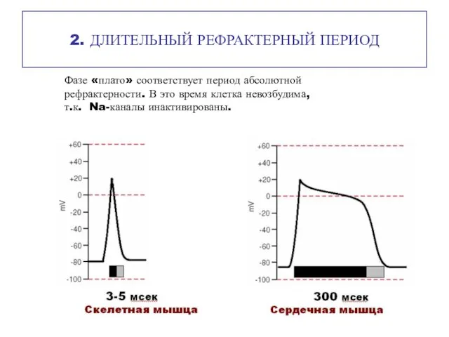 2. ДЛИТЕЛЬНЫЙ РЕФРАКТЕРНЫЙ ПЕРИОД Фазе «плато» соответствует период абсолютной рефрактерности. В