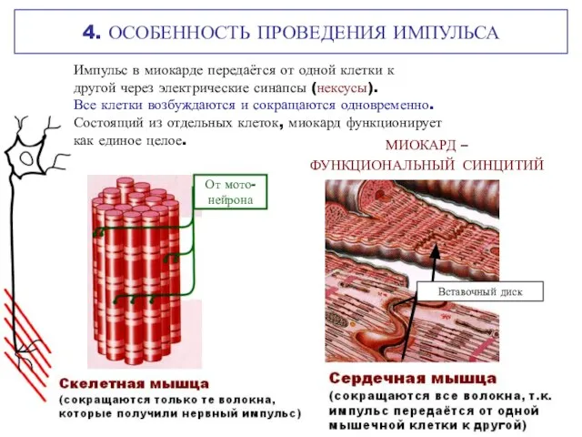 4. ОСОБЕННОСТЬ ПРОВЕДЕНИЯ ИМПУЛЬСА Импульс в миокарде передаётся от одной клетки