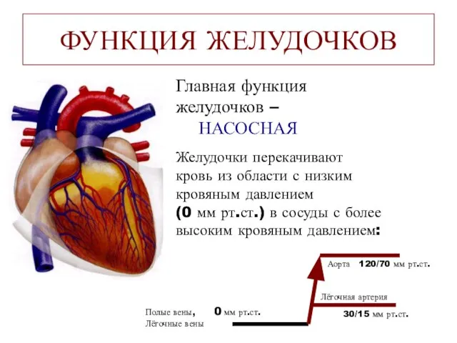 ФУНКЦИЯ ЖЕЛУДОЧКОВ Главная функция желудочков – НАСОСНАЯ Желудочки перекачивают кровь из