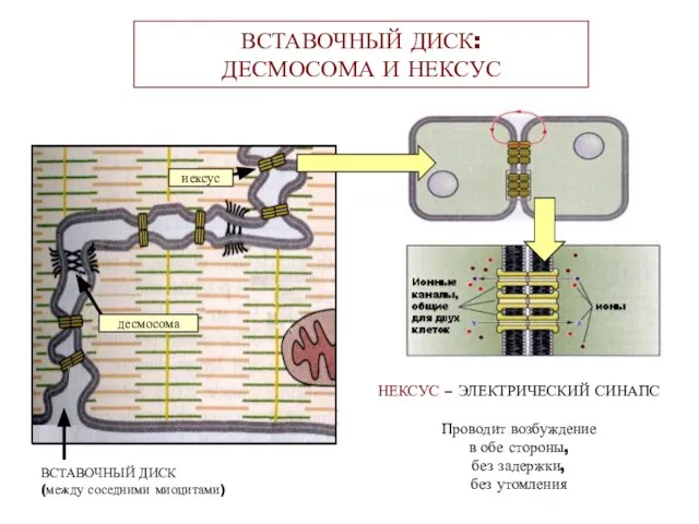 ВСТАВОЧНЫЙ ДИСК: ДЕСМОСОМА И НЕКСУС десмосома нексус ВСТАВОЧНЫЙ ДИСК (между соседними