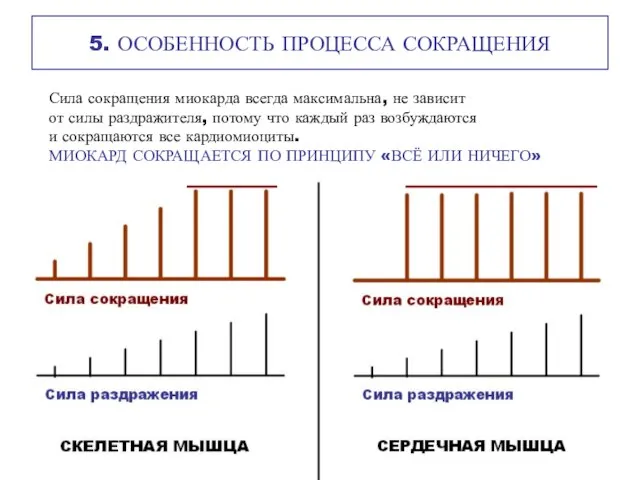 5. ОСОБЕННОСТЬ ПРОЦЕССА СОКРАЩЕНИЯ Сила сокращения миокарда всегда максимальна, не зависит