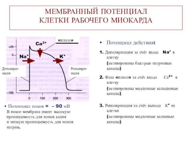 МЕМБРАННЫЙ ПОТЕНЦИАЛ КЛЕТКИ РАБОЧЕГО МИОКАРДА Деполяри- зация «плато» Реполяри- зация Na+