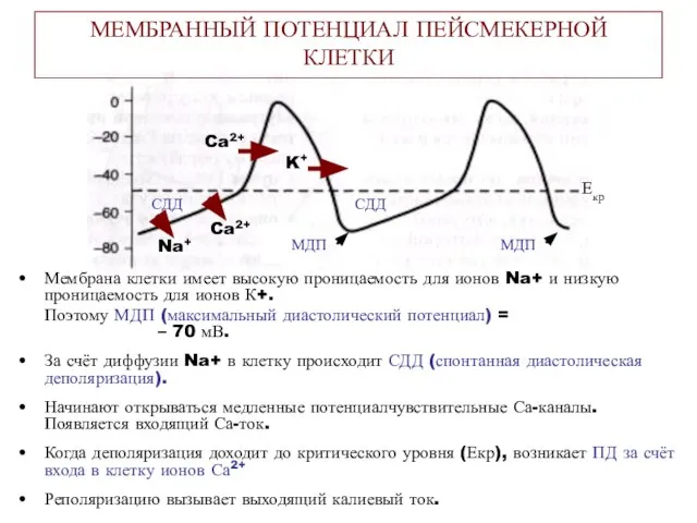 Мембрана клетки имеет высокую проницаемость для ионов Na+ и низкую проницаемость