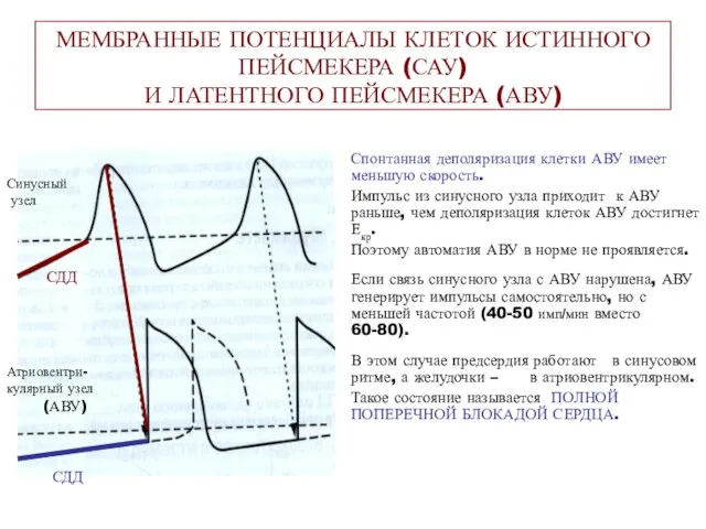 МЕМБРАННЫЕ ПОТЕНЦИАЛЫ КЛЕТОК ИСТИННОГО ПЕЙСМЕКЕРА (САУ) И ЛАТЕНТНОГО ПЕЙСМЕКЕРА (АВУ) Спонтанная