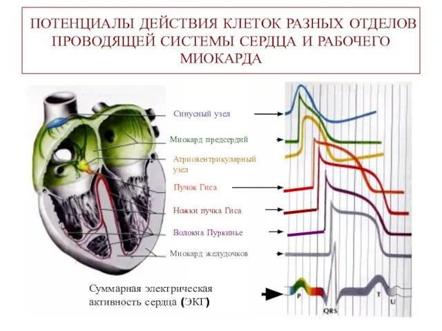 ПОТЕНЦИАЛЫ ДЕЙСТВИЯ КЛЕТОК РАЗНЫХ ОТДЕЛОВ ПРОВОДЯЩЕЙ СИСТЕМЫ СЕРДЦА И РАБОЧЕГО МИОКАРДА