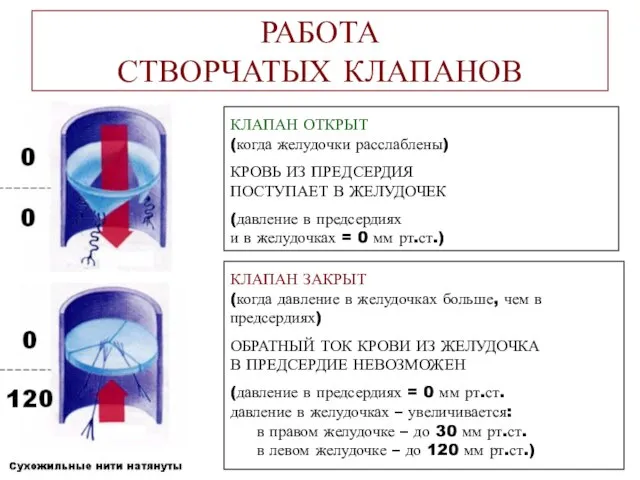 КЛАПАН ОТКРЫТ (когда желудочки расслаблены) КРОВЬ ИЗ ПРЕДСЕРДИЯ ПОСТУПАЕТ В ЖЕЛУДОЧЕК