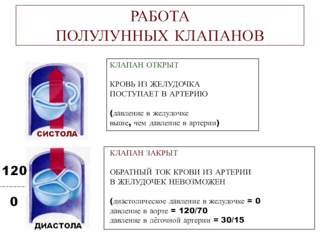 РАБОТА ПОЛУЛУННЫХ КЛАПАНОВ КЛАПАН ОТКРЫТ КРОВЬ ИЗ ЖЕЛУДОЧКА ПОСТУПАЕТ В АРТЕРИЮ