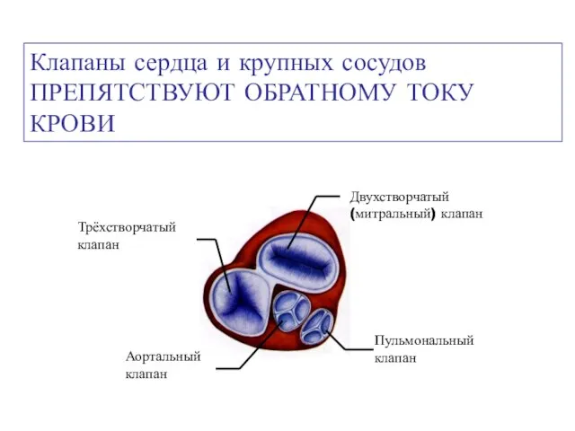 Клапаны сердца и крупных сосудов ПРЕПЯТСТВУЮТ ОБРАТНОМУ ТОКУ КРОВИ Двухстворчатый (митральный)