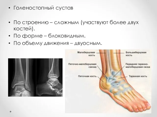 Голеностопный сустав По строению – сложным (участвуют более двух костей). По