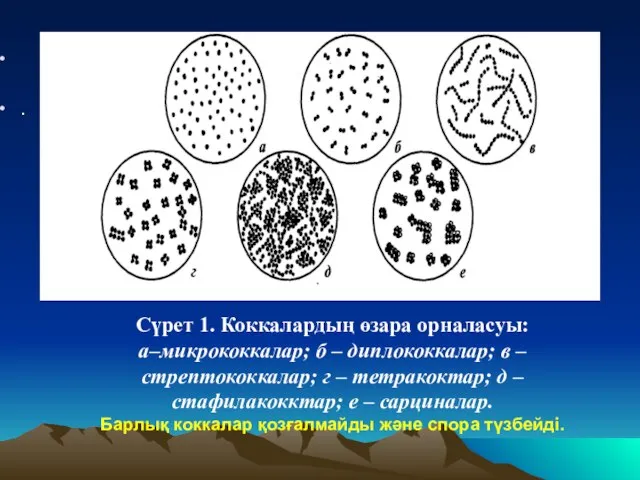 . Сүрет 1. Коккалардың өзара орналасуы: а–микрококкалар; б – диплококкалар; в