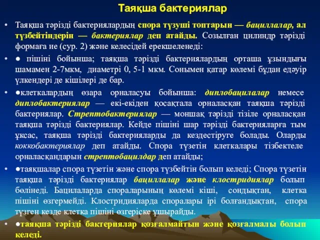 Таяқша бактериялар Таяқша тәрізді бактериялардың спора түзуші топтарын — бациллалар, ал