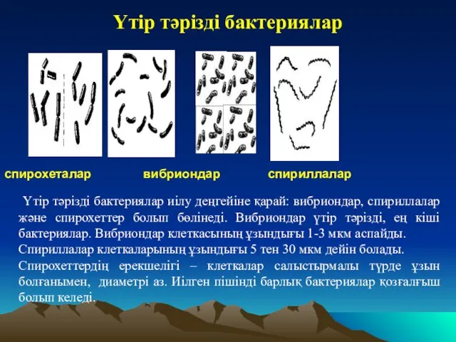 Үтір тәрізді бактериялар спирохеталар вибриондар спириллалар Үтір тәрізді бактериялар иілу деңгейіне