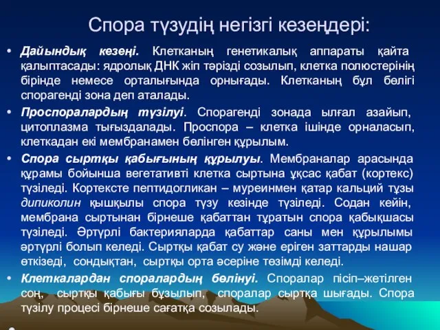 Спора түзудің негізгі кезеңдері: Дайындық кезеңі. Клетканың генетикалық аппараты қайта қалыптасады: