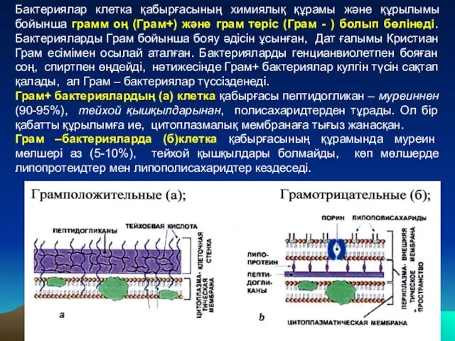 Бактериялар клетка қабырғасының химиялық құрамы және құрылымы бойынша грамм оң (Грам+)