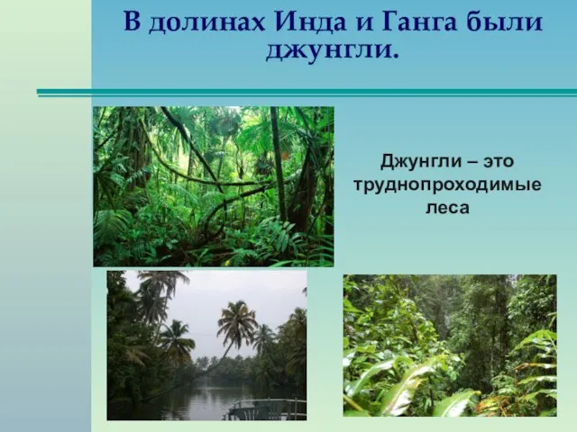 В долинах Инда и Ганга были джунгли. Джунгли – это труднопроходимые леса