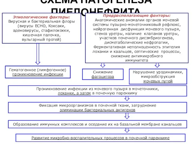 СХЕМА ПАТОГЕНЕЗА ПИЕЛОНЕФРИТА Этиологические факторы: Вирусная и бактериальная флоры (вирусы ECHO,