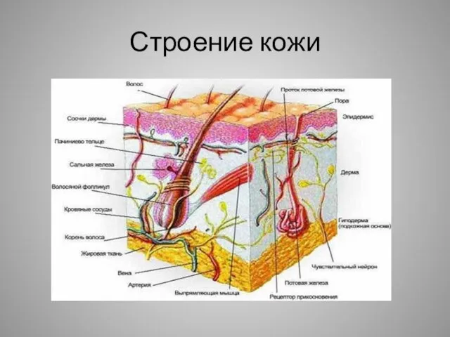 Строение кожи