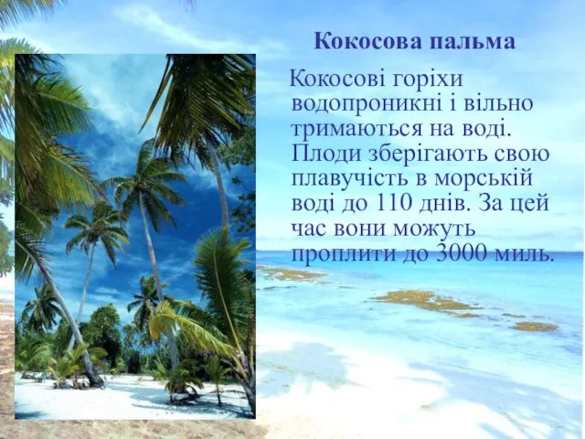 Кокосова пальма Кокосові горіхи водопроникні і вільно тримаються на воді. Плоди