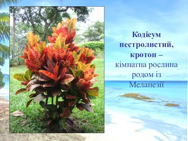 Кодіеум пестролистий, кротон – кімнатна рослина родом із Меланезії