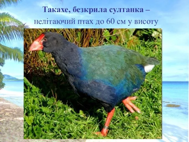 Такахе, безкрила султанка – нелітаючий птах до 60 см у висоту