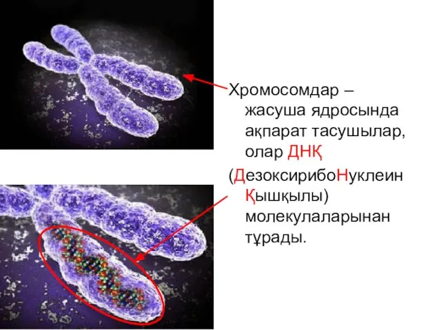 Хромосомдар – жасуша ядросында ақпарат тасушылар, олар ДНҚ (ДезоксирибоНуклеин Қышқылы) молекулаларынан тұрады.
