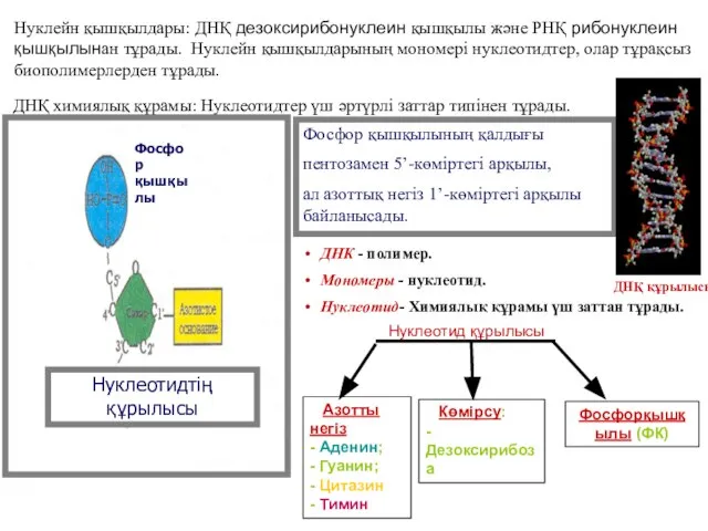 ДНҚ химиялық құрамы: Нуклеотидтер үш әртүрлі заттар типінен тұрады. Нуклейн қышқылдары: