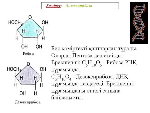 Көмірсу: - Дезоксирибоза Бес көміртекті қанттардан тұрады. Оларды Пентоза деп атайды: