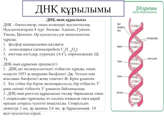 ДНҚ құрылымы ДНҚ-ның құрылысы ДНК - биополимер, оның мономері нуклеотидтер. Нуклеотидтердің