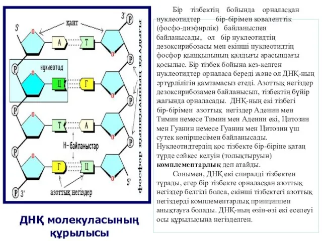 ДНҚ молекуласының құрылысы Бip тізбектің бойында орналасқан нуклеотидтер 6ip-6ipiмен коваленттік (фосфо-диэфирлік)