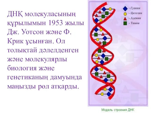 ДНҚ молекуласының құрылымын 1953 жылы Дж. Уотсон және Ф. Крик ұсынған.