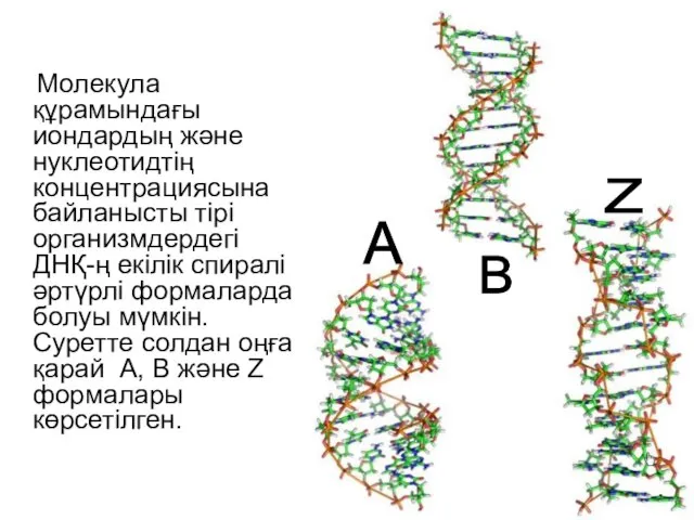 Молекула құрамындағы иондардың және нуклеотидтің концентрациясына байланысты тірі организмдердегі ДНҚ-ң екілік