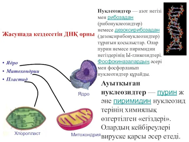 Нуклеозидтер — азот негізі мен рибозадан (рибонуклеозидтер) немесе дезоксирибозадан (дезоксирибонуклеозидтер) тұратын