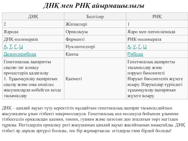 ДНҚ мен РНҚ айырмашылығы ДНҚ – қандай ақуыз түзу керектігін нұсқайтын