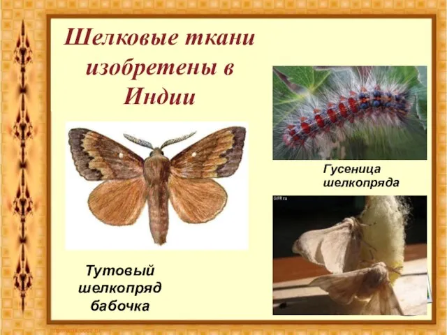 Шелковые ткани изобретены в Индии Гусеница шелкопряда Тутовый шелкопряд бабочка Гусеница шелкопряда