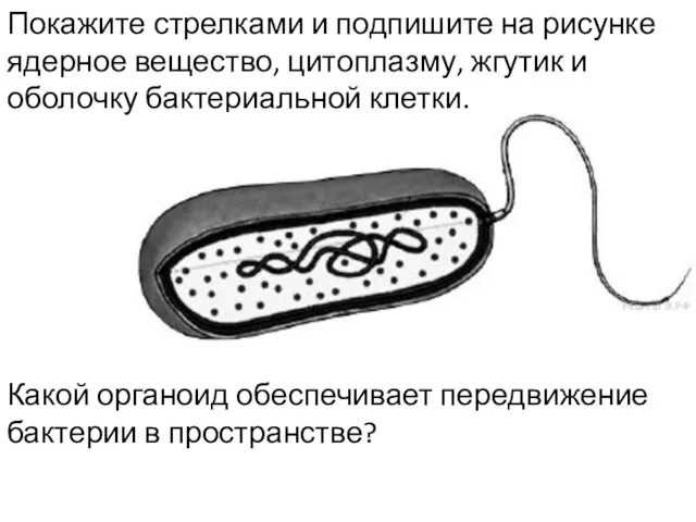 Покажите стрелками и подпишите на рисунке ядерное вещество, цитоплазму, жгутик и