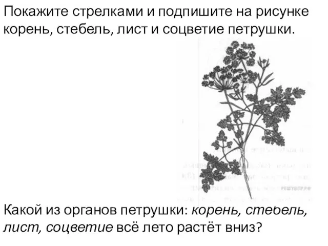 Покажите стрелками и подпишите на рисунке корень, стебель, лист и соцветие