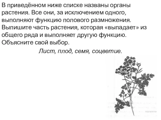 В приведённом ниже списке названы органы растения. Все они, за исключением