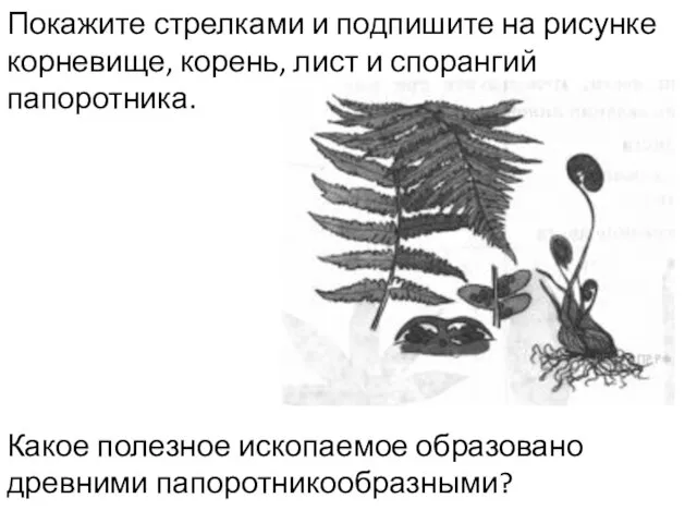 Покажите стрелками и подпишите на рисунке корневище, корень, лист и спорангий