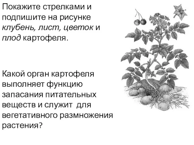 Покажите стрелками и подпишите на рисунке клубень, лист, цветок и плод