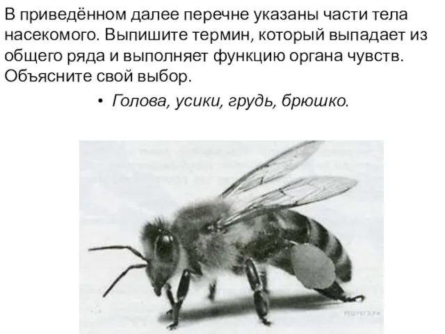 В приведённом далее перечне указаны части тела насекомого. Выпишите термин, который