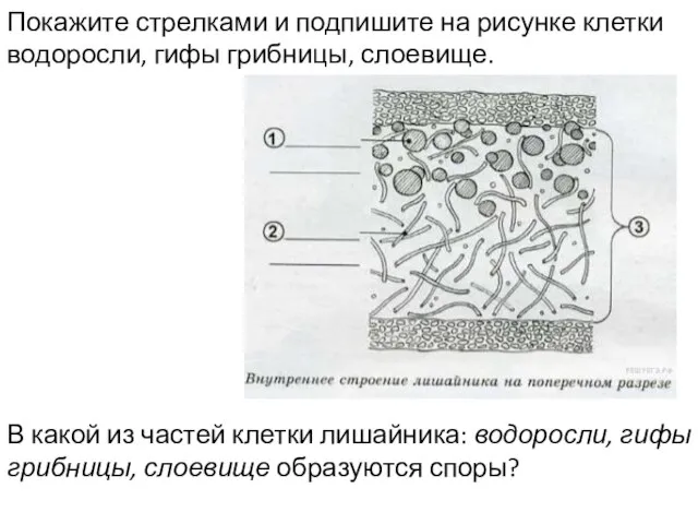 Покажите стрелками и подпишите на рисунке клетки водоросли, гифы грибницы, слоевище.