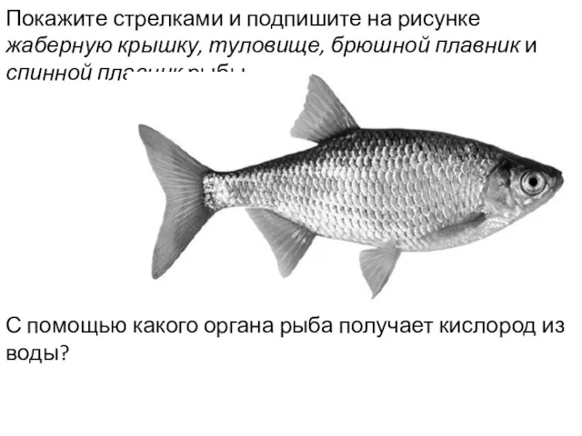 Покажите стрелками и подпишите на рисунке жаберную крышку, туловище, брюшной плавник