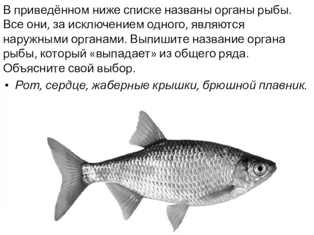 В приведённом ниже списке названы органы рыбы. Все они, за исключением