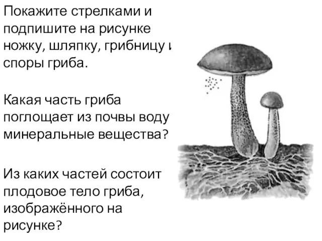 Покажите стрелками и подпишите на рисунке ножку, шляпку, грибницу и споры