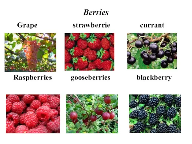 Berries Grape strawberrie currant Raspberries gooseberries blackberry